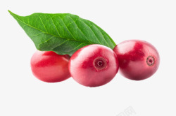 印度神果红色反光的咖啡果实物高清图片