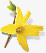 黄色卡通花朵精致素材