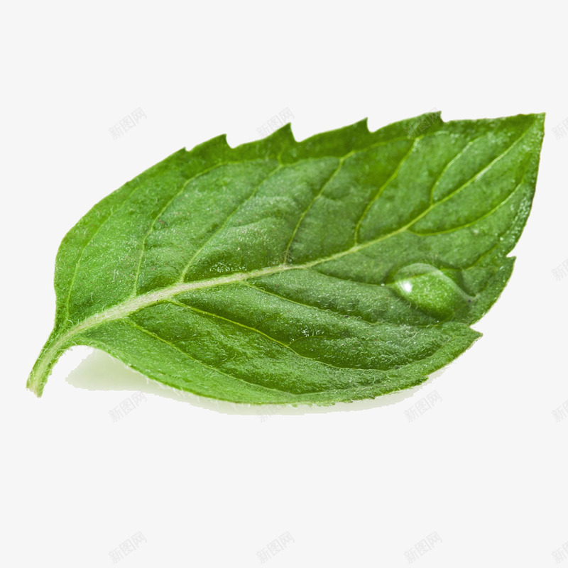 绿色植物png免抠素材_新图网 https://ixintu.com 树叶 水滴 纹路 绘画 装饰
