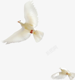 白色飞翔的和平鸽素材