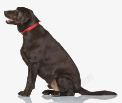 褐色家犬坐着的拉布拉多高清图片