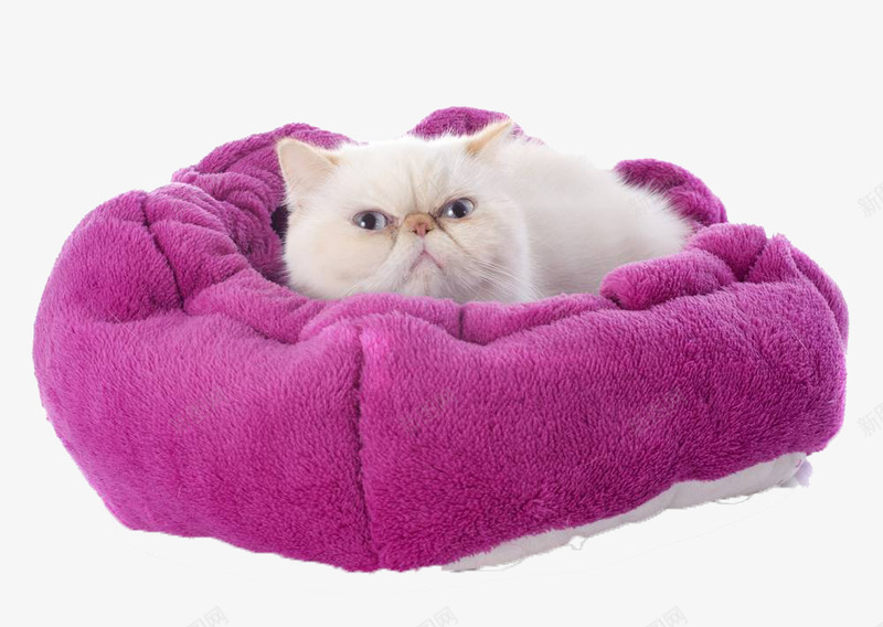 躺在窝里的小猫png免抠素材_新图网 https://ixintu.com 可爱 唯美 小猫 白色的小猫 简约 紫色猫窝