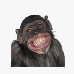 露牙窃喜的大猩猩高清图片