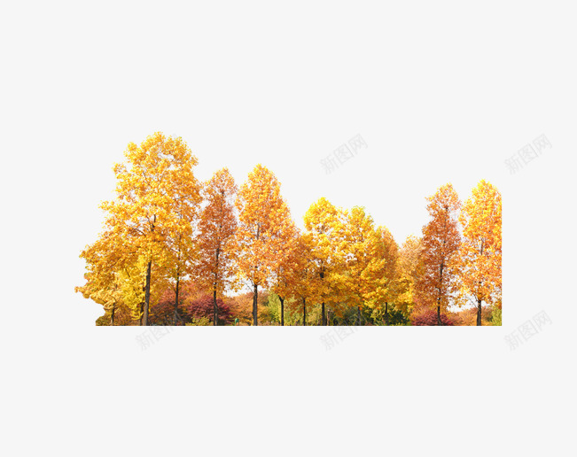 秋天树林png免抠素材_新图网 https://ixintu.com 叶子黄了 树木 植物 秋季 黄色