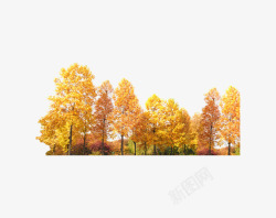 叶子黄了秋天树林高清图片