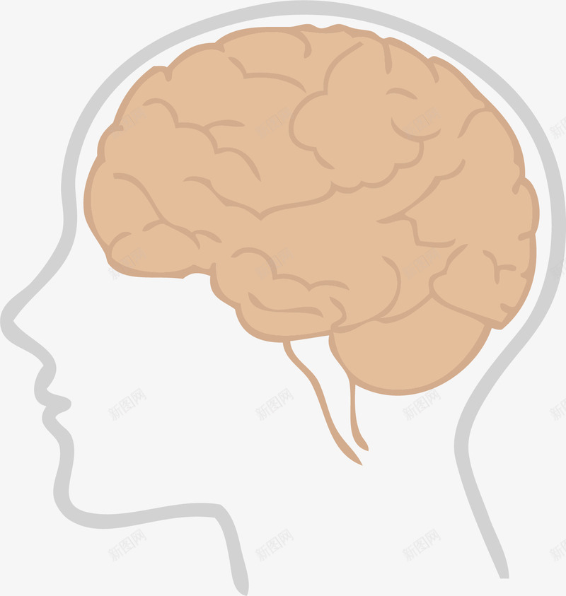 成年人的大脑矢量图ai免抠素材_新图网 https://ixintu.com 器官 大脑 成年人 抽象 神经 脑袋 矢量图