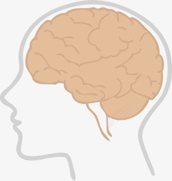 大脑器官成年人的大脑矢量图高清图片