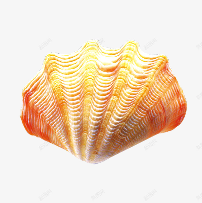 贝壳元素png免抠素材_新图网 https://ixintu.com 橙色 海洋 贝壳