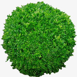 室外植物实物绿色冬青高清图片