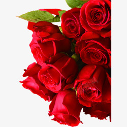 红色玫瑰花鲜花特写素材