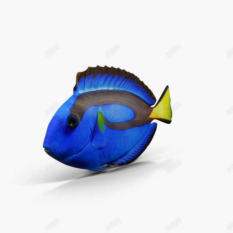 蓝底黑色花纹鱼png免抠素材_新图网 https://ixintu.com 太平洋鱼 海洋生物 蓝色的的鱼 鱼 黑色花纹