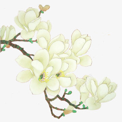 白兰花花朵素材