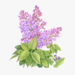 手绘紫丁香花簇素材