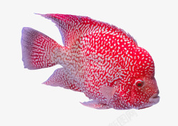 美丽大鱼美丽的热带鱼高清图片