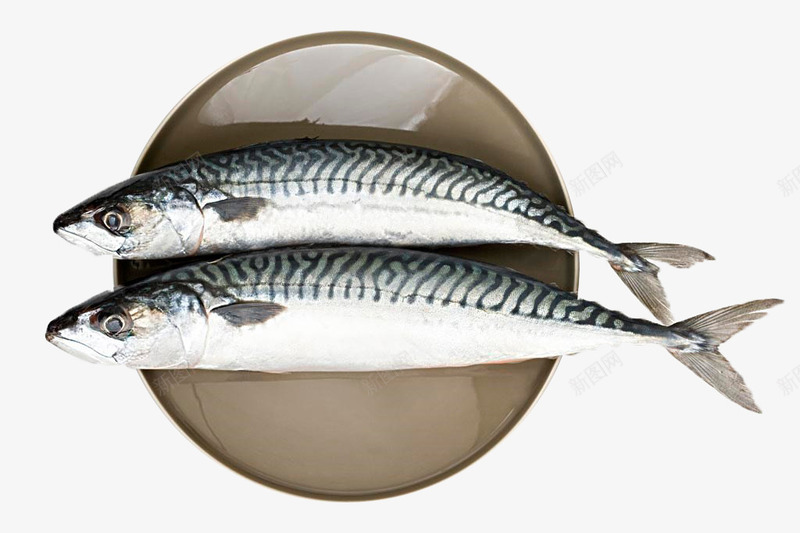 海产品鲭鱼png免抠素材_新图网 https://ixintu.com 水产 海洋生物 食品 鱼 鲭鱼
