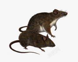 两只老鼠两只老鼠透明背景高清图片