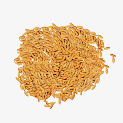 有机水稻金黄的有机稻谷高清图片