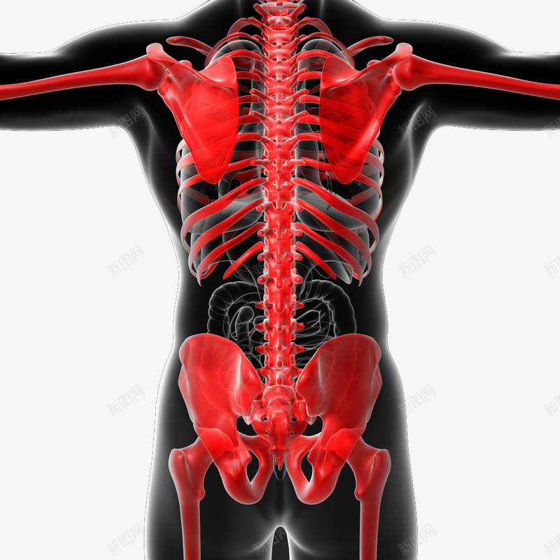 人体内脏透视图png免抠素材_新图网 https://ixintu.com 人体假模 人体轮廓图 内脏图 肋骨 胸骨 透视图 骨骼