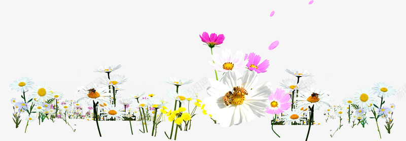 春季白粉色环保雏菊装饰png免抠素材_新图网 https://ixintu.com 春季 环保 粉色 装饰