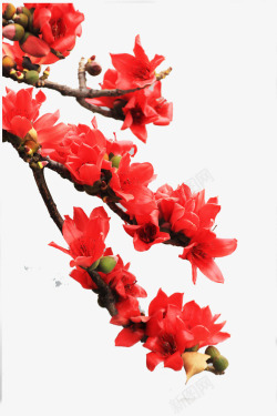 植物背景花朵树子热烈的鲜花高清图片