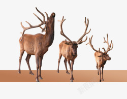 棕色的鹿三只鹿高清图片