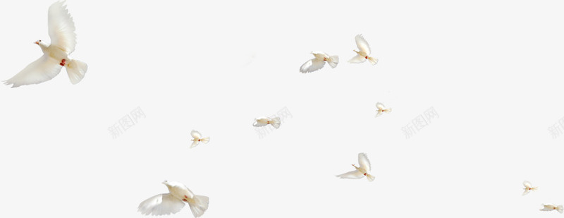 清新春季白鸽装饰png免抠素材_新图网 https://ixintu.com 春季 清新 白鸽 装饰
