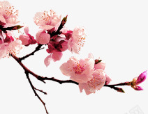 一枝梅png免抠素材_新图网 https://ixintu.com 一剪梅 一枝梅花 冬季的梅花 梅花枝 盛开的梅花 粉色的梅花