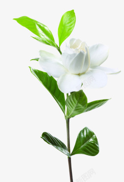 栀子花开白色纯洁栀子花开高清图片
