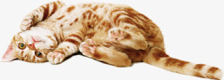 地产主题画猫咪主题欧式地产广告高清图片