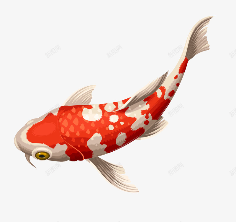 一条红花鱼png免抠素材_新图网 https://ixintu.com png图形 png装饰 动物 小鱼 红鱼 装饰