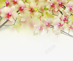 枝头边框碎花边框高清图片