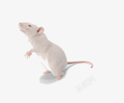 实验小白鼠站起来的小白鼠高清图片
