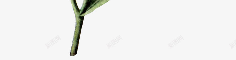 红色山茶花png免抠素材_新图网 https://ixintu.com 山茶花 植物 矢量花朵 红花 绿叶 绿植 花朵 花朵装饰