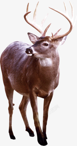 公鹿真实的麋鹿高清图片