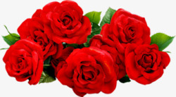 鲜艳的玫瑰花鲜艳玫瑰花朵高清图片