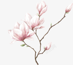 红色兰花手绘合成粉红色的玉兰花高清图片