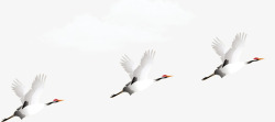 飞翔的丹顶鹤一行白鹤上青天高清图片