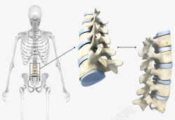 人体中枢系统人体骨骼介绍高清图片