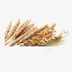 健康小麦五谷杂粮小麦高清图片