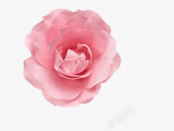 单朵玫瑰花粉红色玫瑰花素材