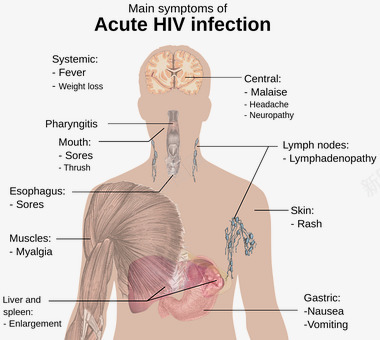 HIV艾滋病png免抠素材_新图网 https://ixintu.com 12 HIV PNG 人体研究 艾滋病