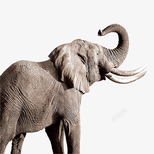 泰国大象png免抠素材_新图网 https://ixintu.com 免费Png素材 动物 大象 泰国 鼻子