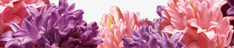 母亲节装饰花朵png免抠素材_新图网 https://ixintu.com 母亲节 花朵 装饰