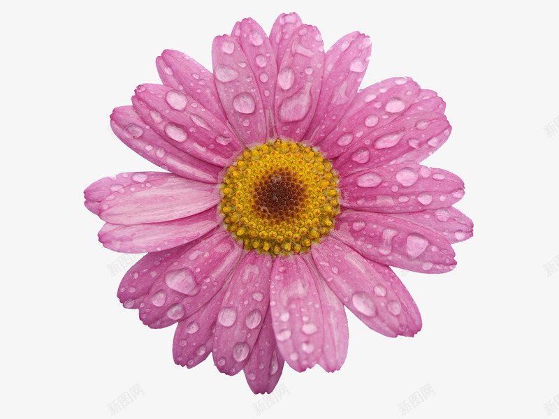 粉色的带有水珠的花png免抠素材_新图网 https://ixintu.com 带有水珠 水珠 粉色 花蕊