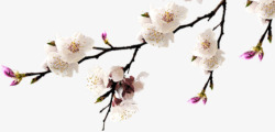 桃花写实真是桃花树枝高清图片
