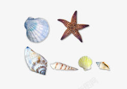 海边海螺贝壳素材