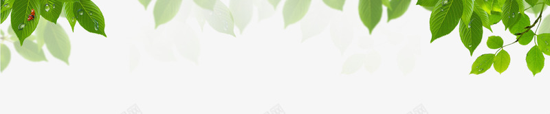 标题叶子png免抠素材_新图网 https://ixintu.com 标题叶子 水珠 淘宝标题 淘宝标题背景 绿色