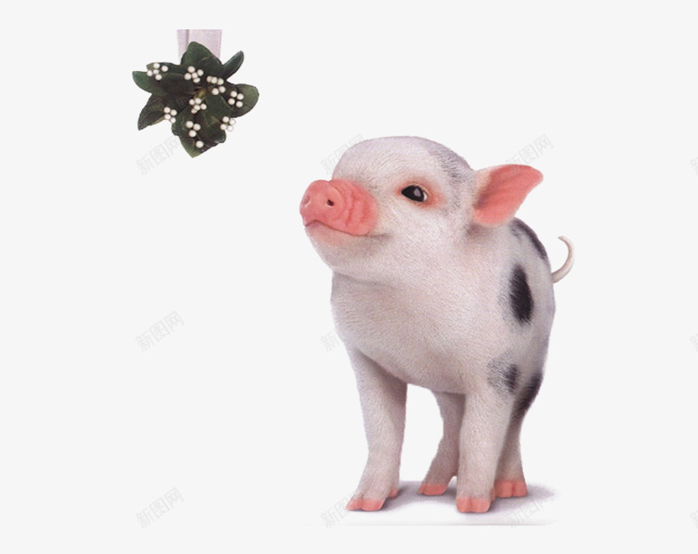 漂亮的小猪片png免抠素材_新图网 https://ixintu.com Q版猪 免抠素材小花猪图片 喜欢花的小猪图片 杂食性动物 杂食性动物图片 背景图片猪 能吃的猪