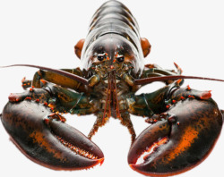 波斯顿龙虾龙虾海鲜高清图片