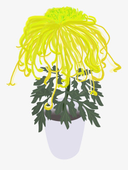 傲菊秋天的黄色菊花高清图片